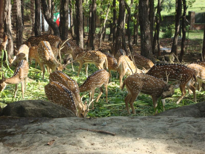 dehradun malsi-deer park